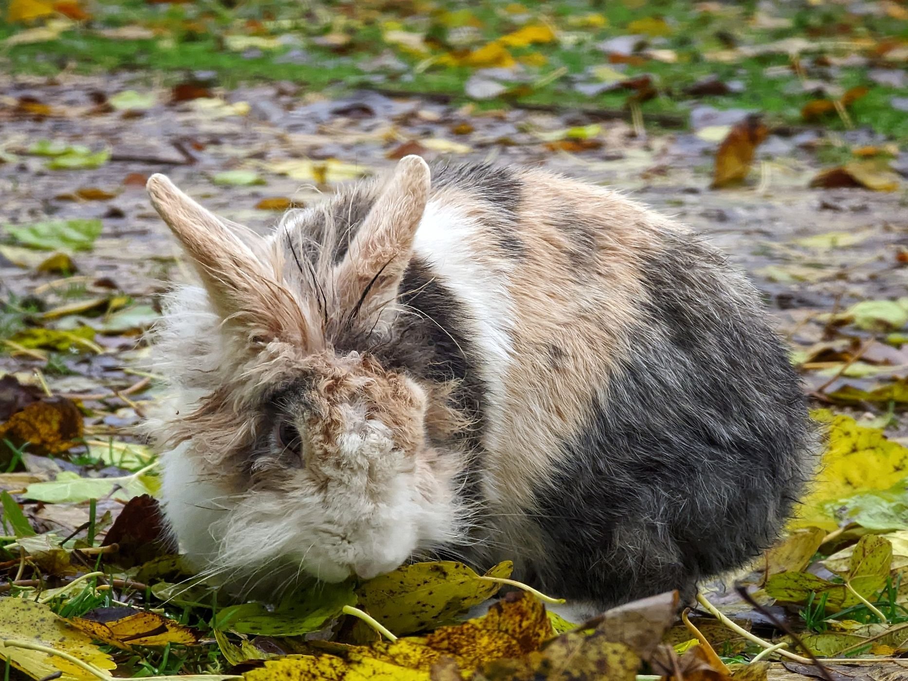 🌳 퀘리니 공원 (파르코 퀘리니)